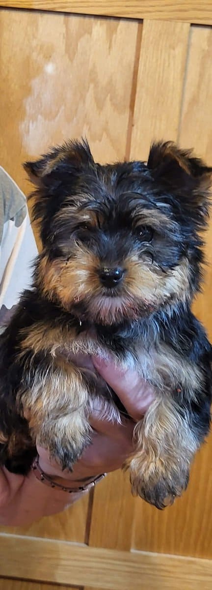 For sale male yorkie image 1