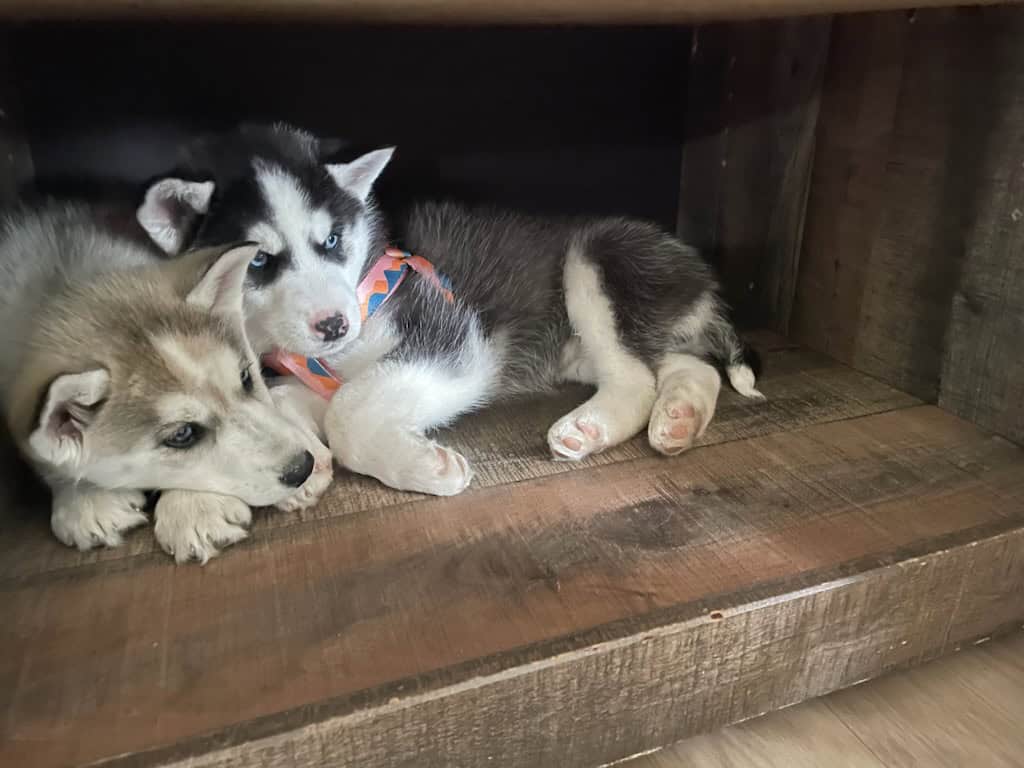 Siberian husky puppies image 3
