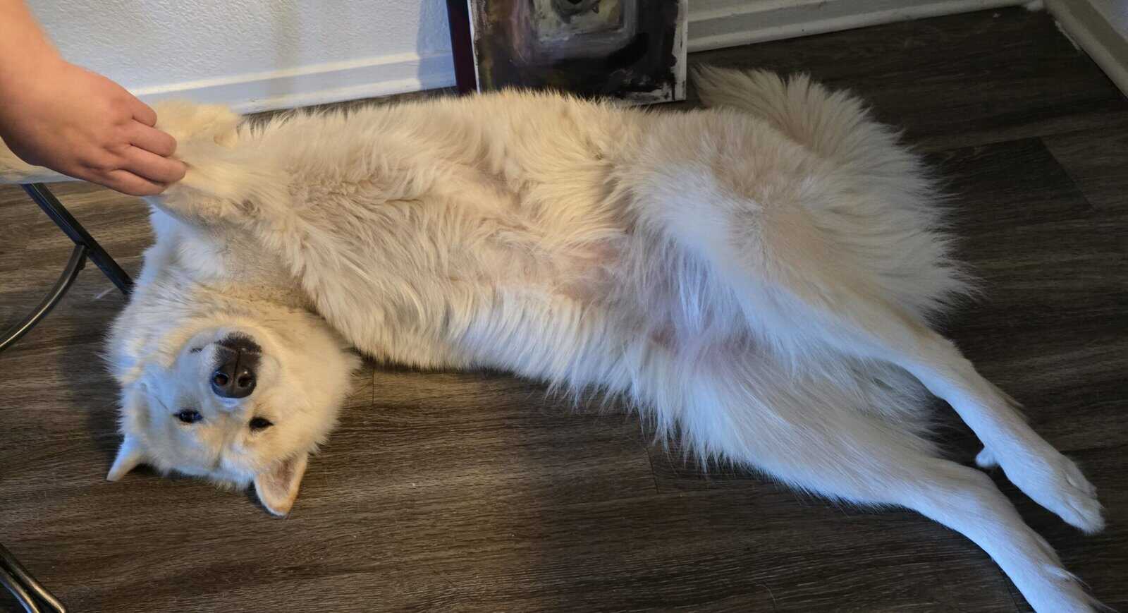 2 1/2-year-old German Shepherd image 3