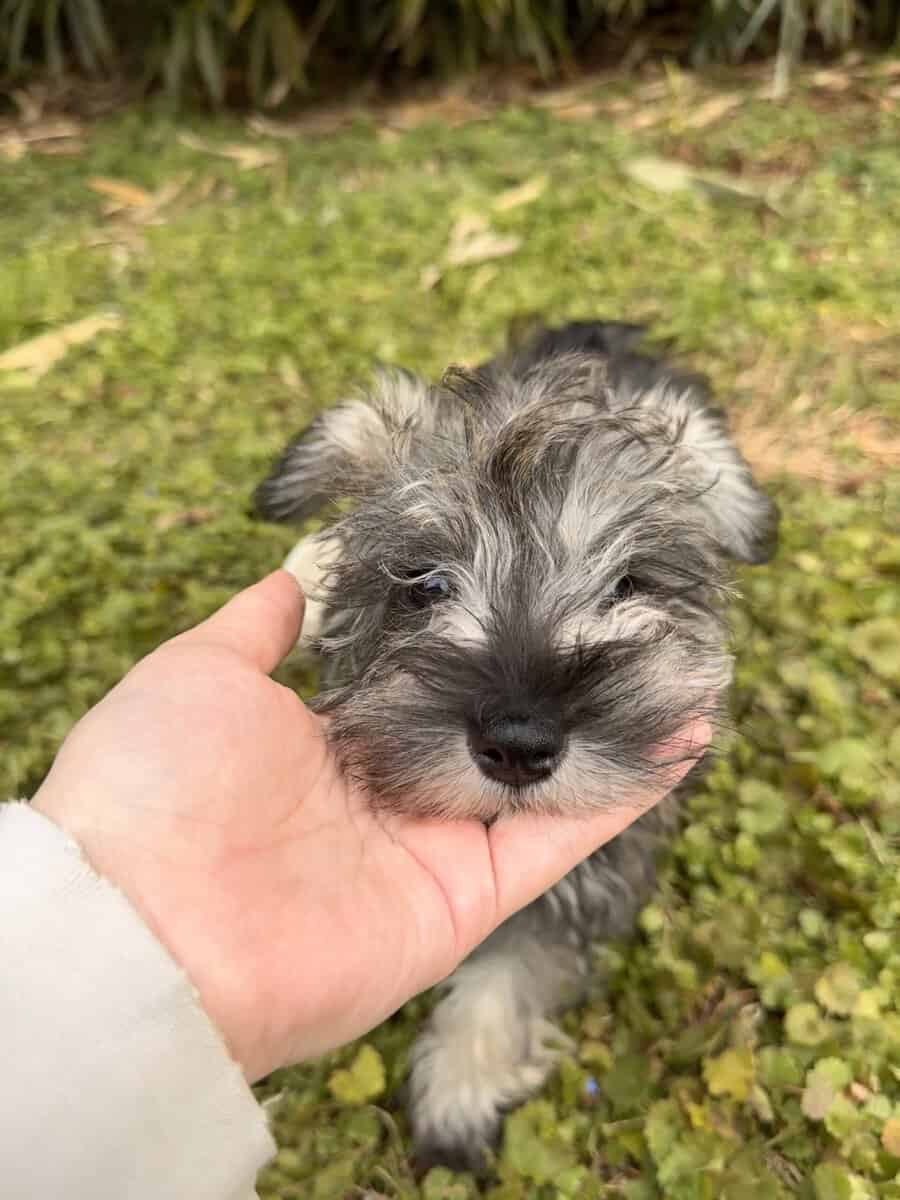 Miniature Schnauzer puppy image 1