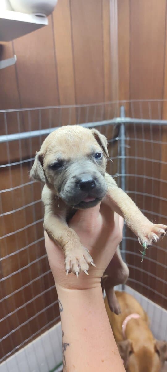 Great Dane puppies image 7
