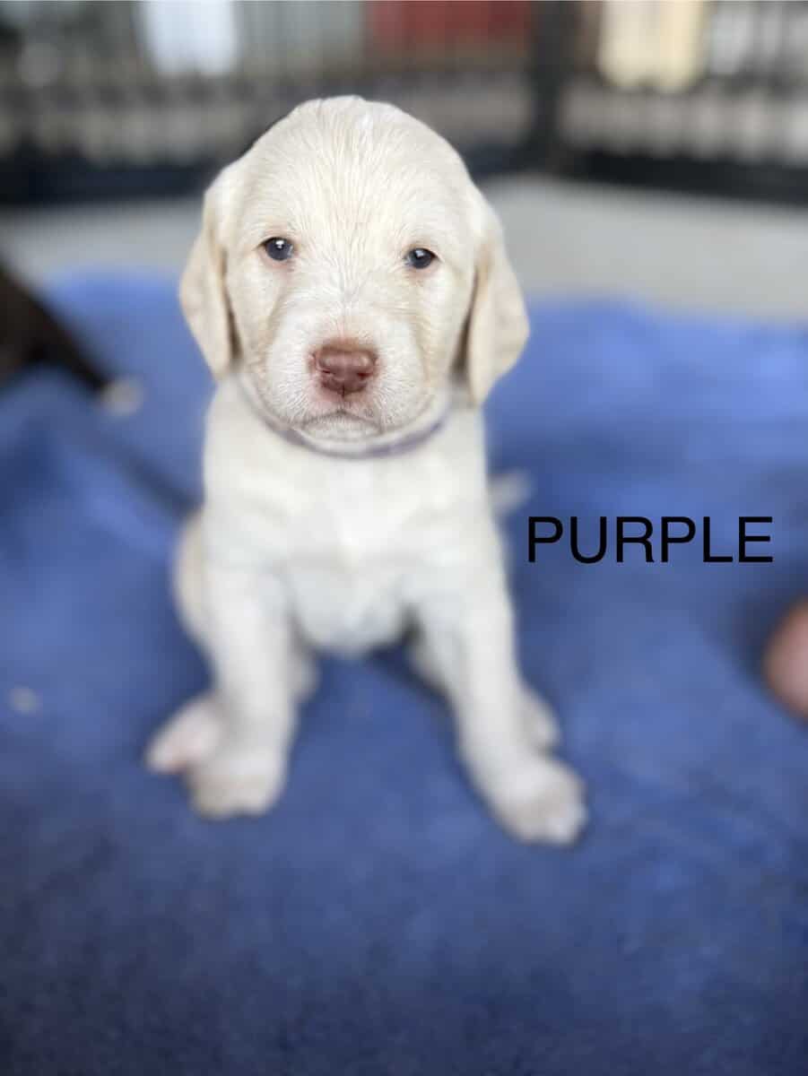 CKC Labradoodles image 5