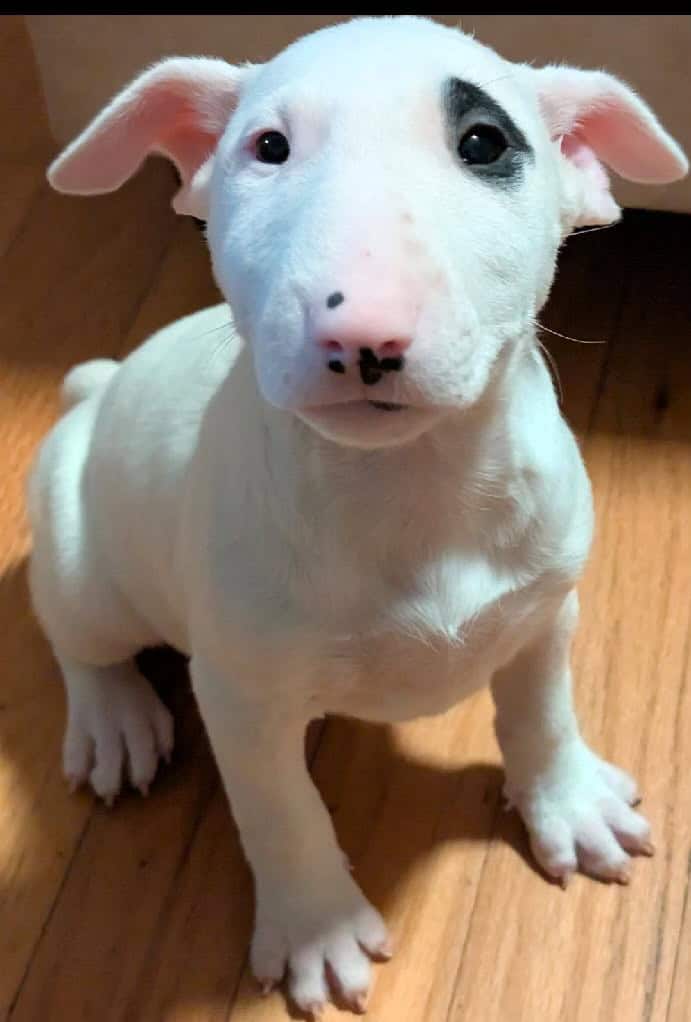 Bull terrier female image 4