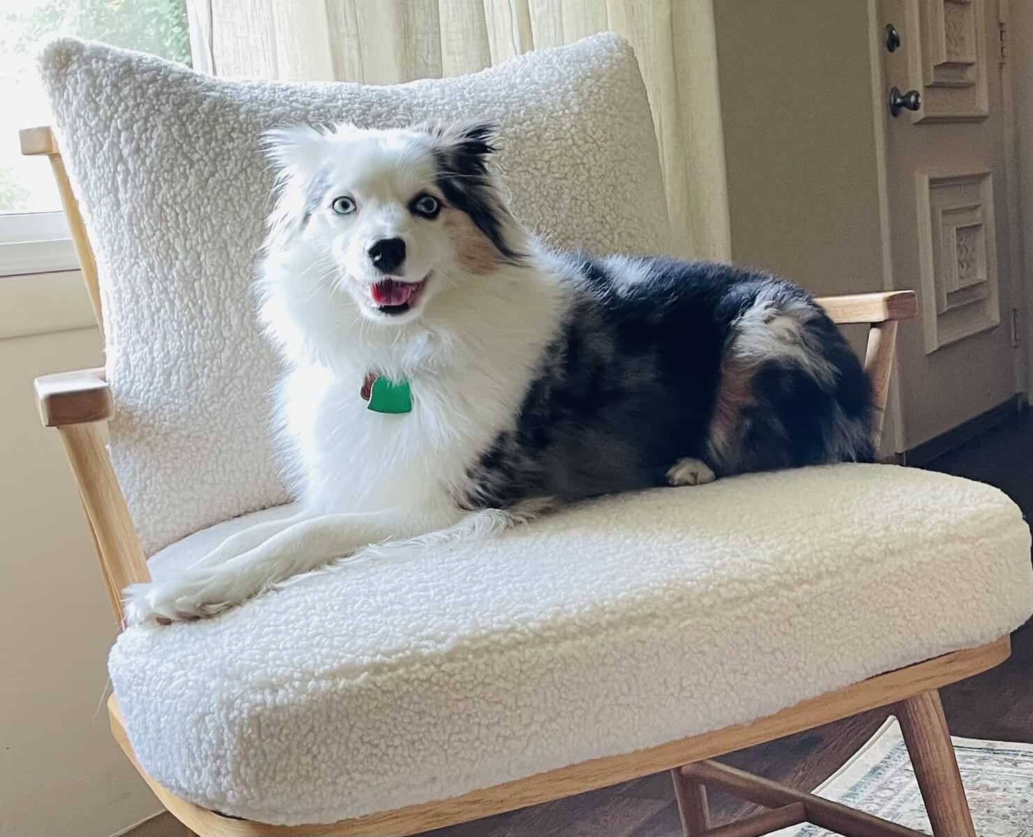 Purebred - Need to Rehome! image 1
