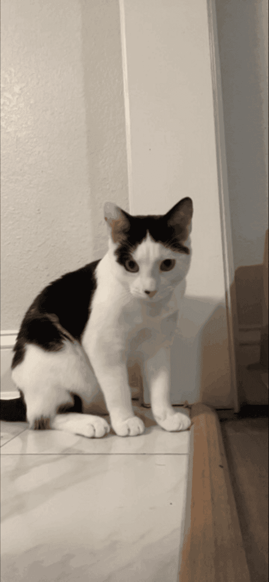American Shorthair Cat image 1