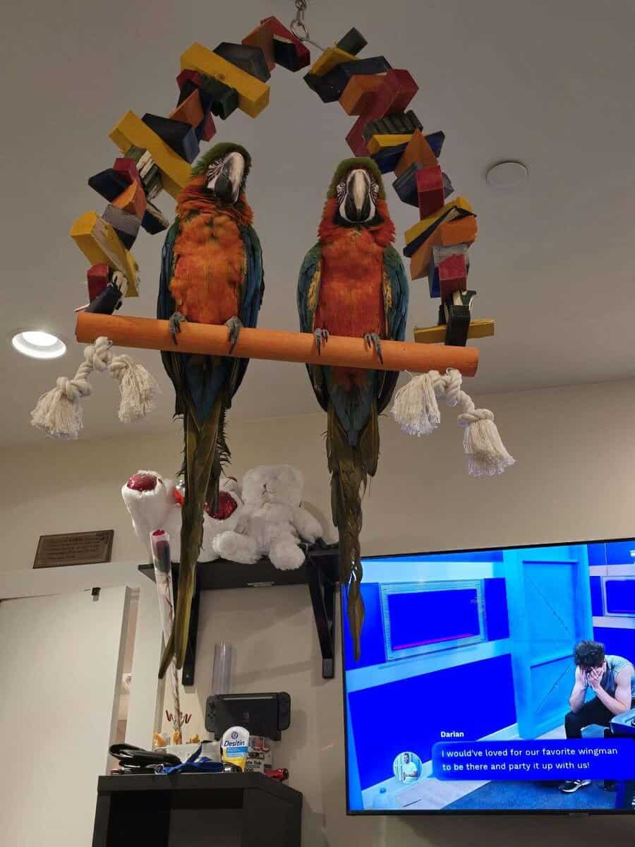 Bonded Harlequin Pair image 1