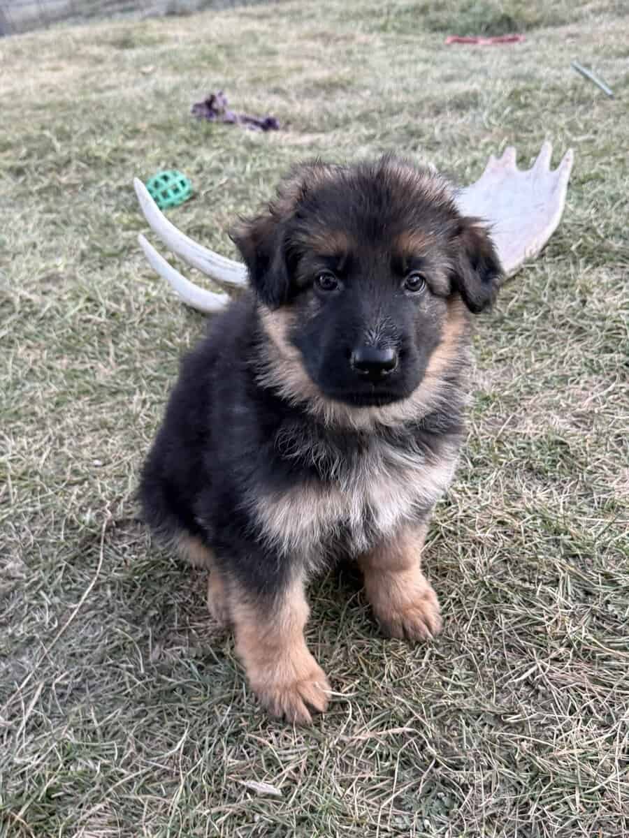 German shepherd puppies image 6