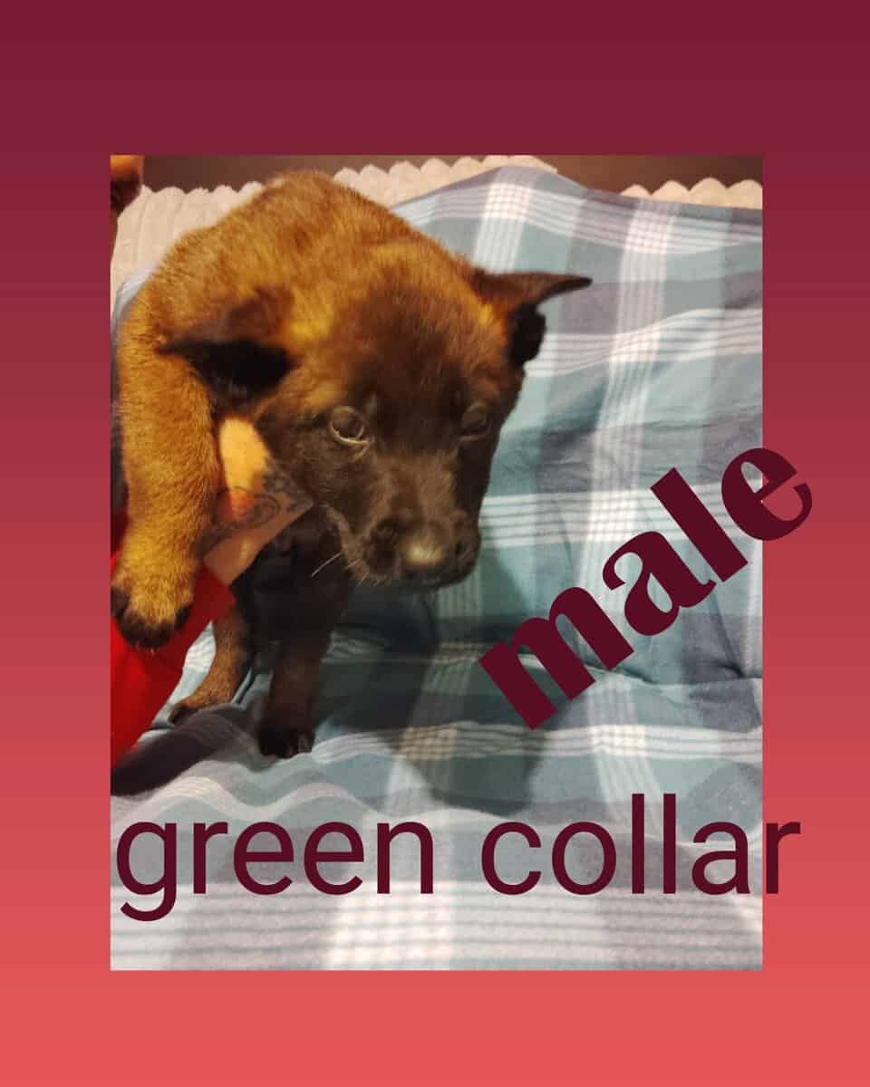Belgian malinois image 4