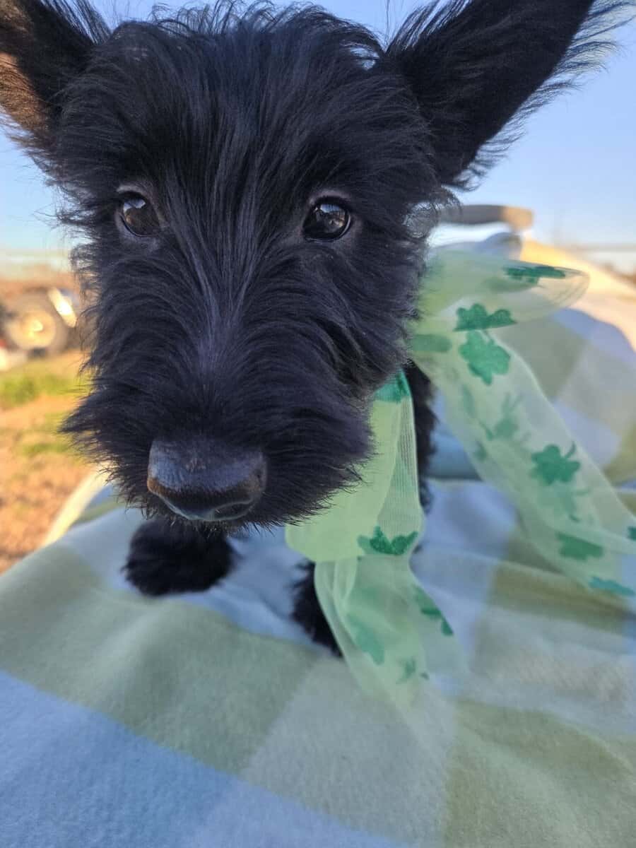 A.K.C Scottish Terroirs Puppis in TX 1 Boy 3 girls image 8