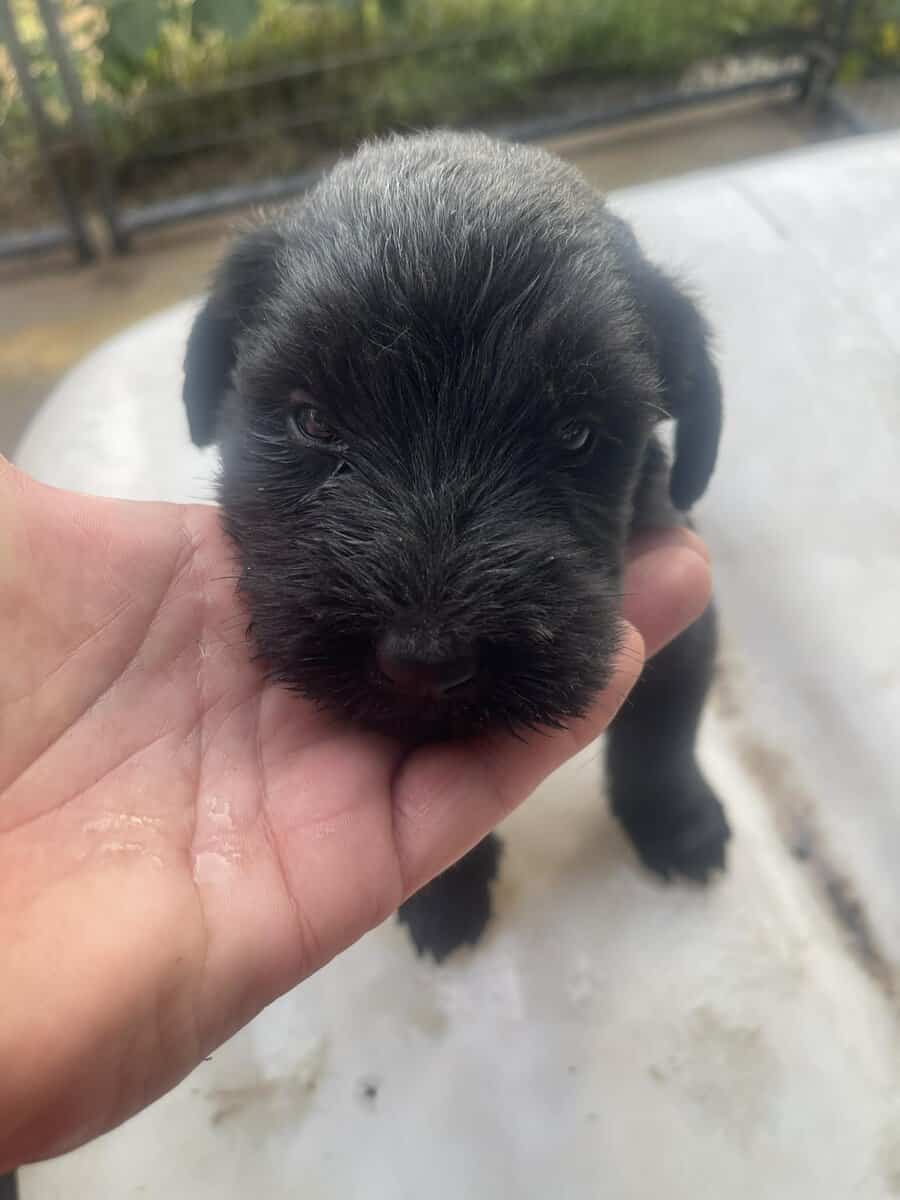 Giant Schnauzer image 4