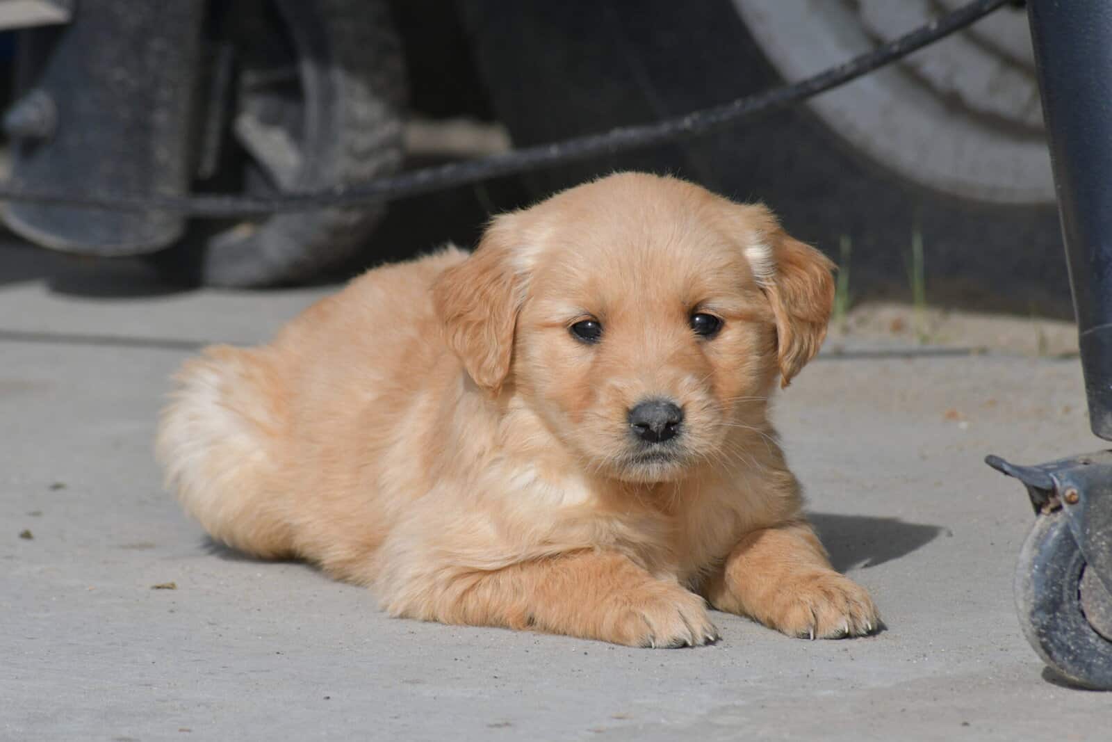 Purebred Golden Retriever papered image 3
