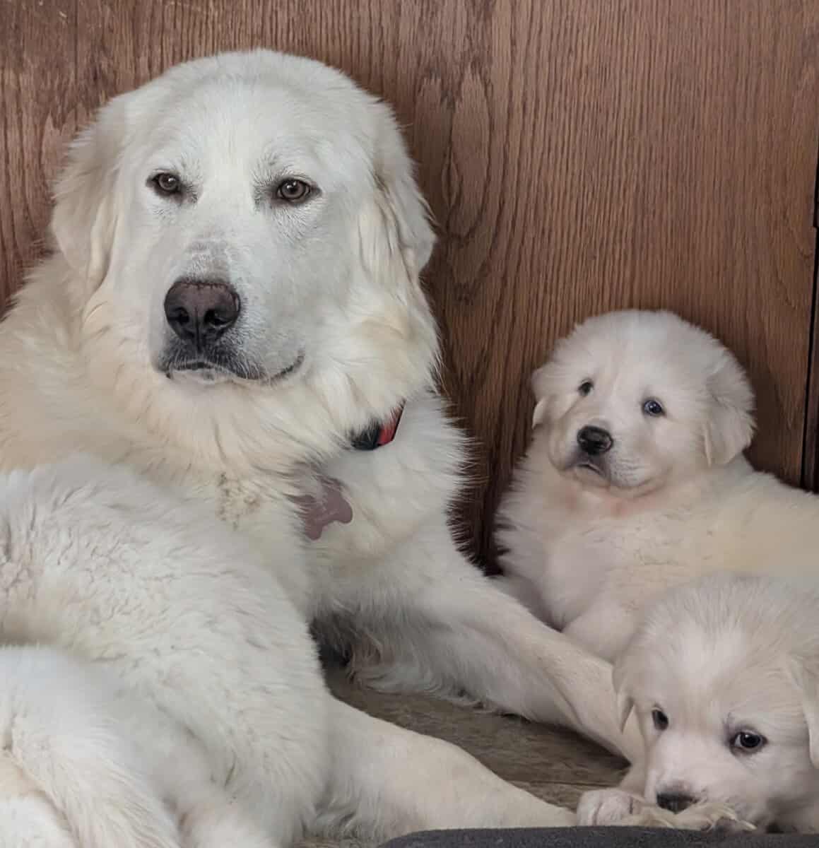 Great Pyrenees Puppies for Sale image 1