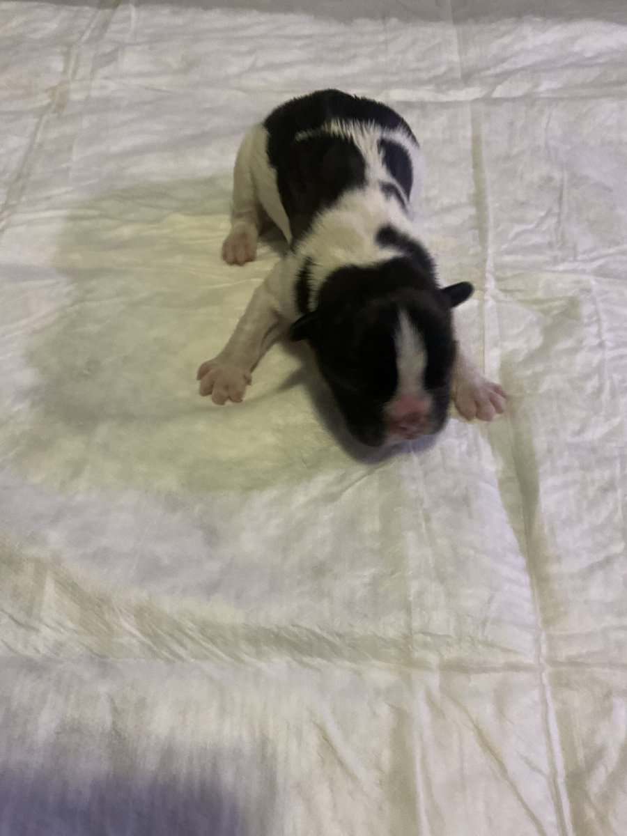 Male french bulldog image 2