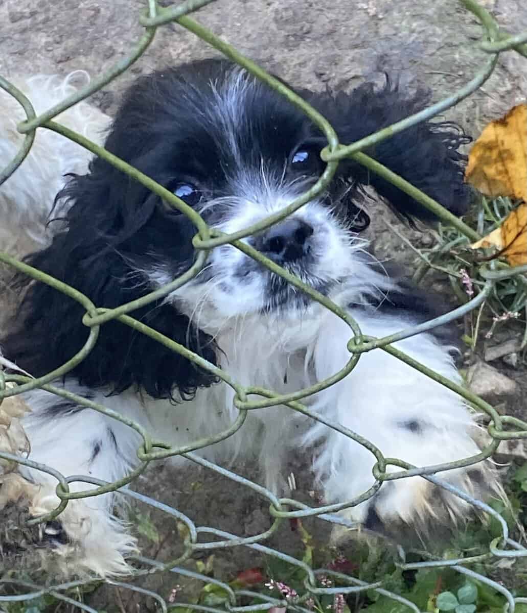 Cocker spaniel image 2