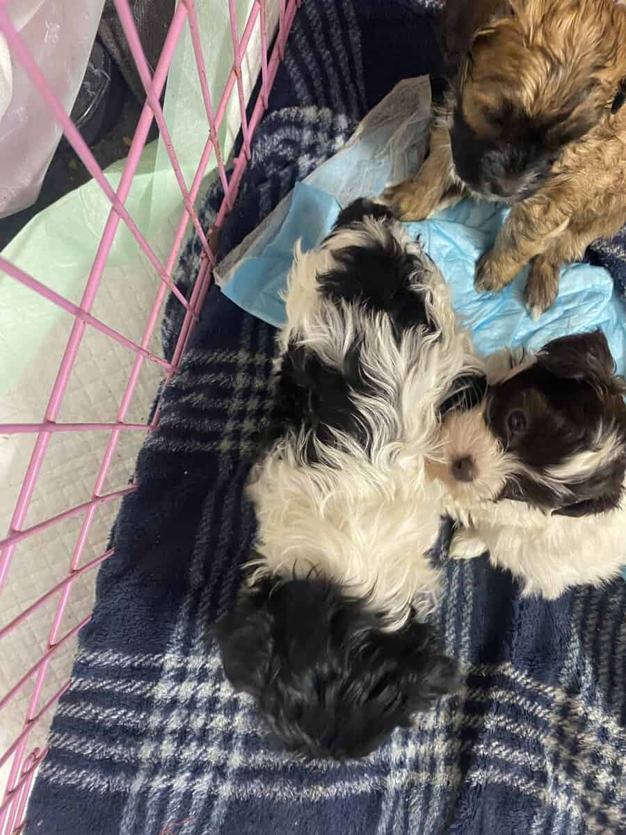 Malti poo image 1