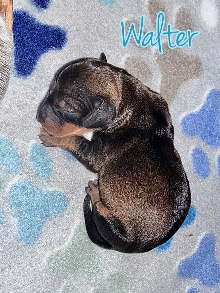 purebred dachshund pups image 12