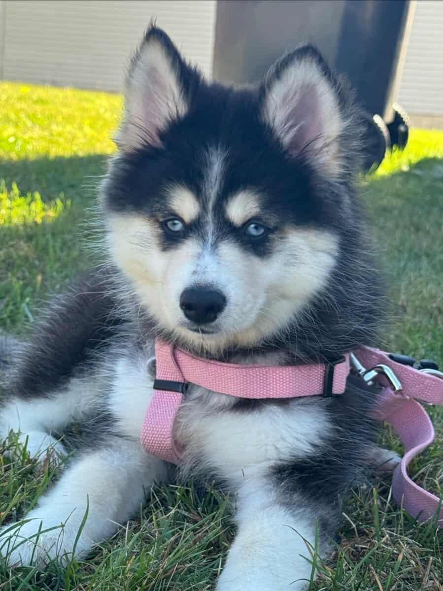 7 month Koda the Pomsky for adoption/sale image 6