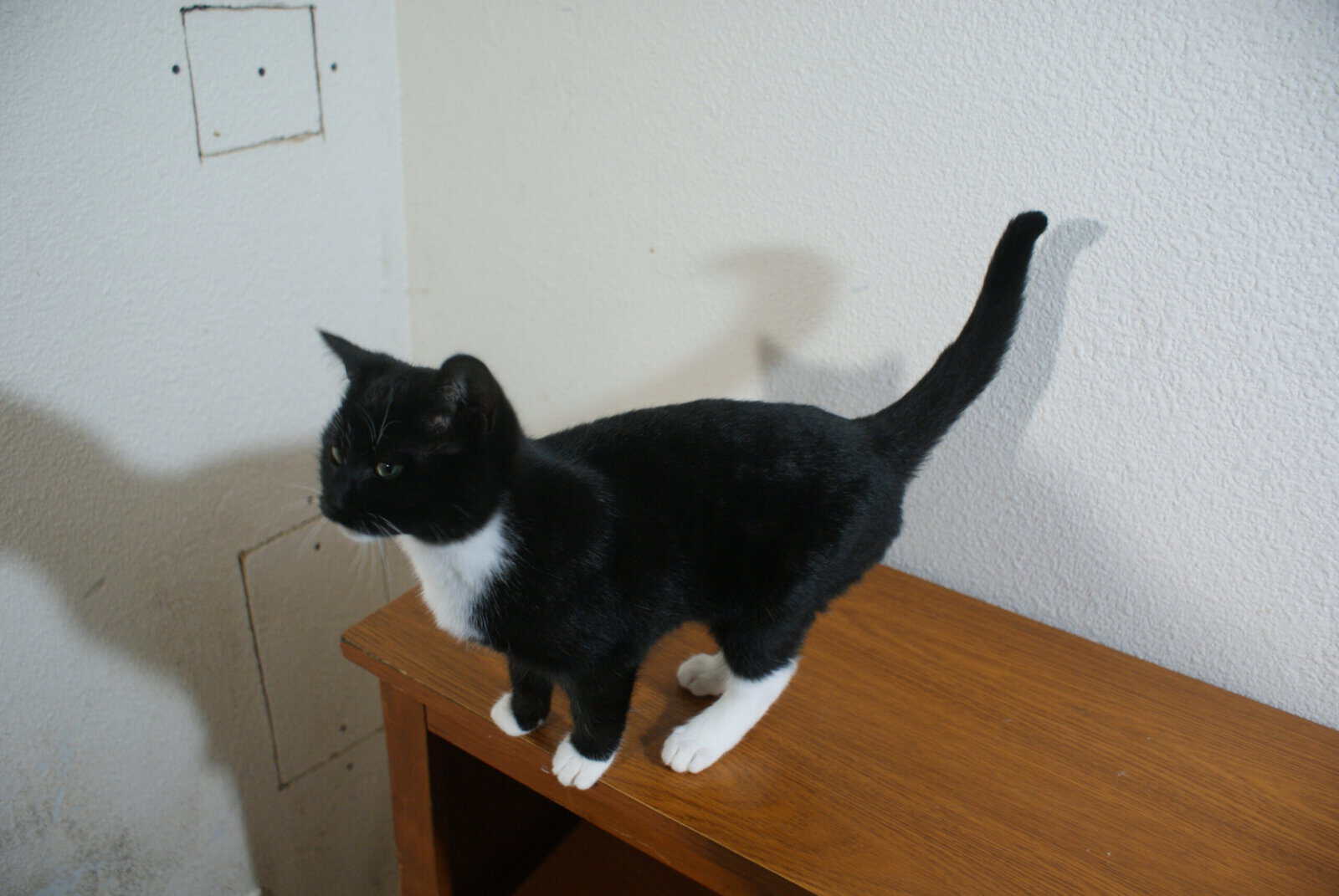 Nite and Spot image 1