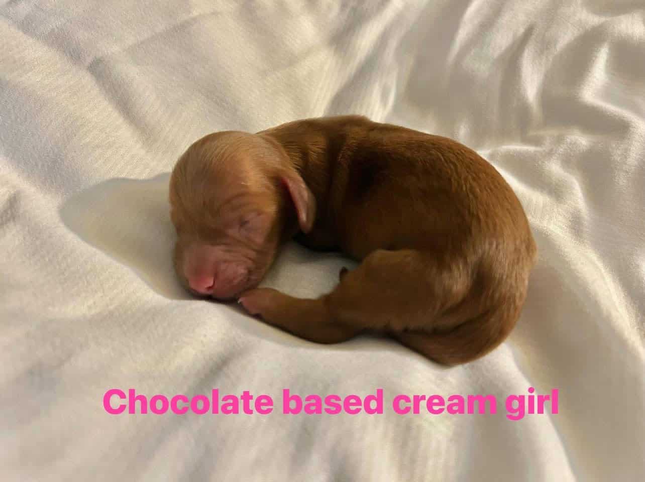 AKC miniature dachshund image 2