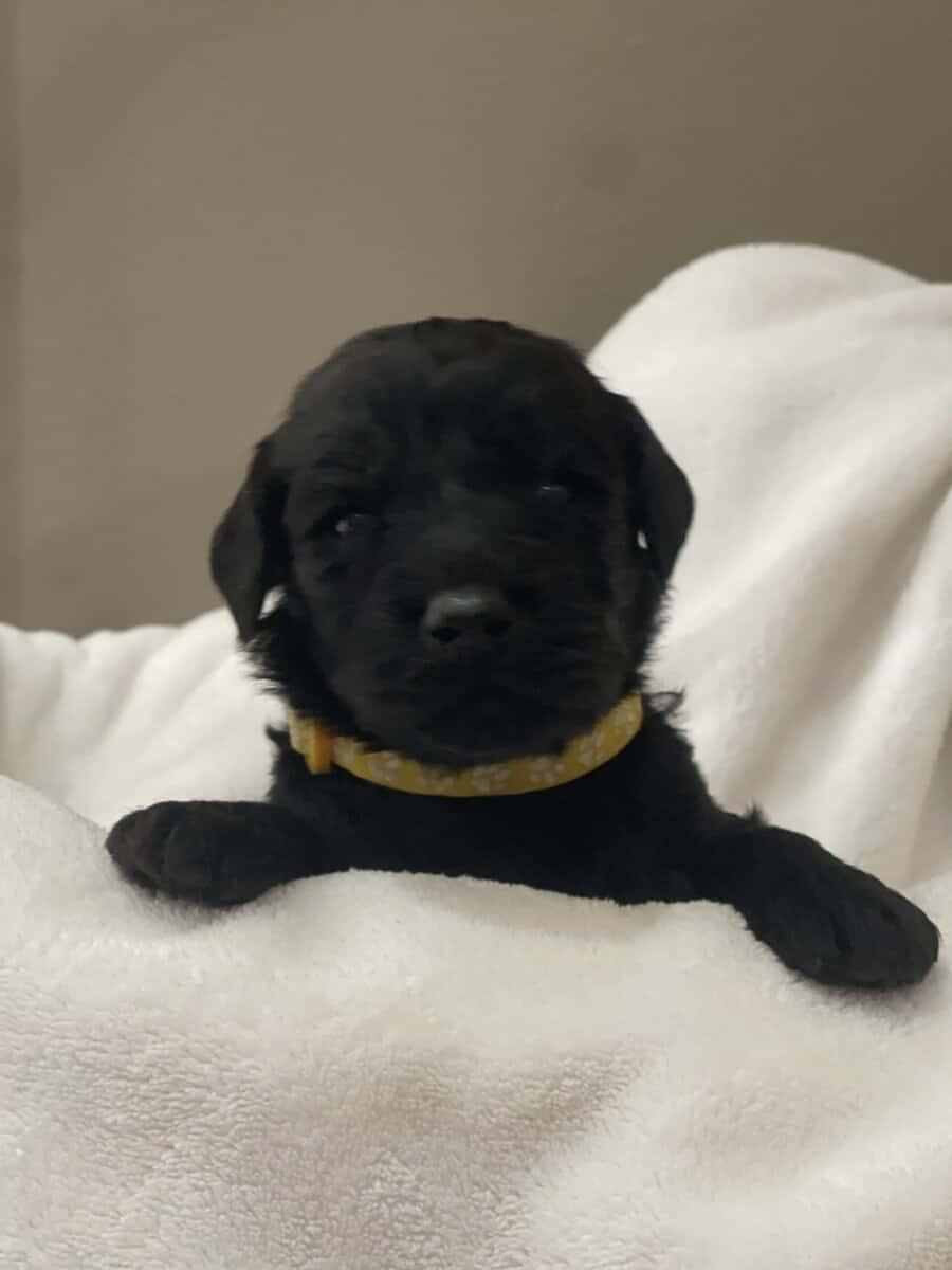 Yellow Collar Boy Goldendoodle image 1
