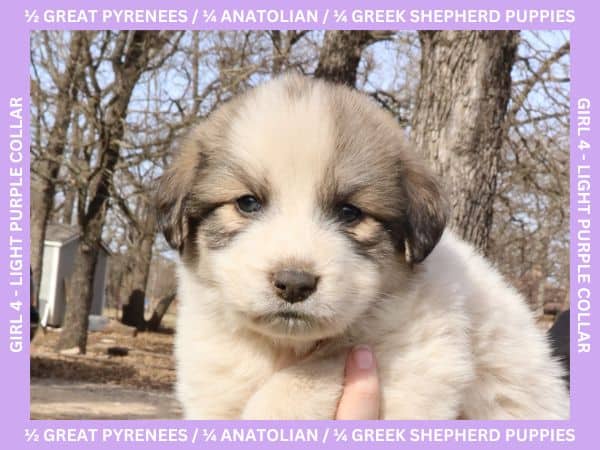 LGD Puppies-Great Pyrenees/Shepherd Mix image 13