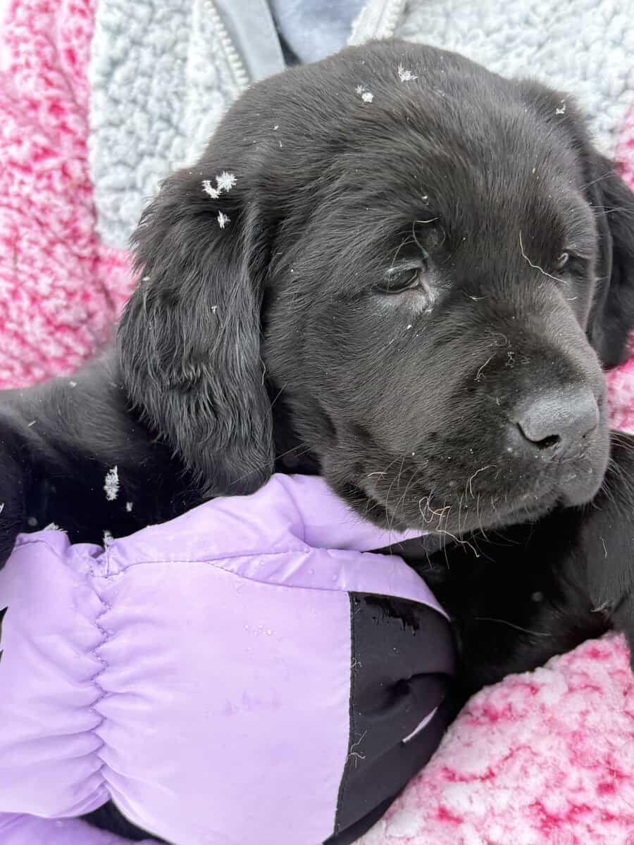 Lab puppies for sale image 11