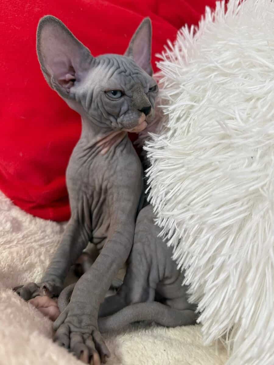 Tica Elf Sphynx image 2