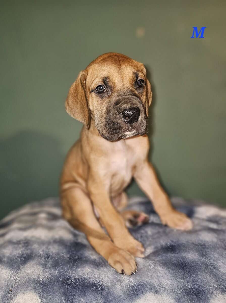European Great Danes image 6