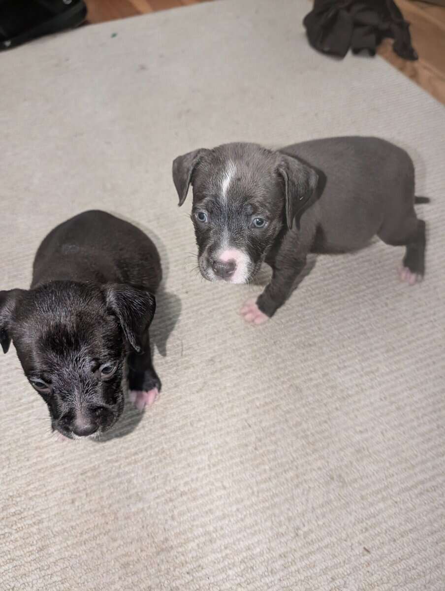 American Pitbull Terrier Puppies image 1