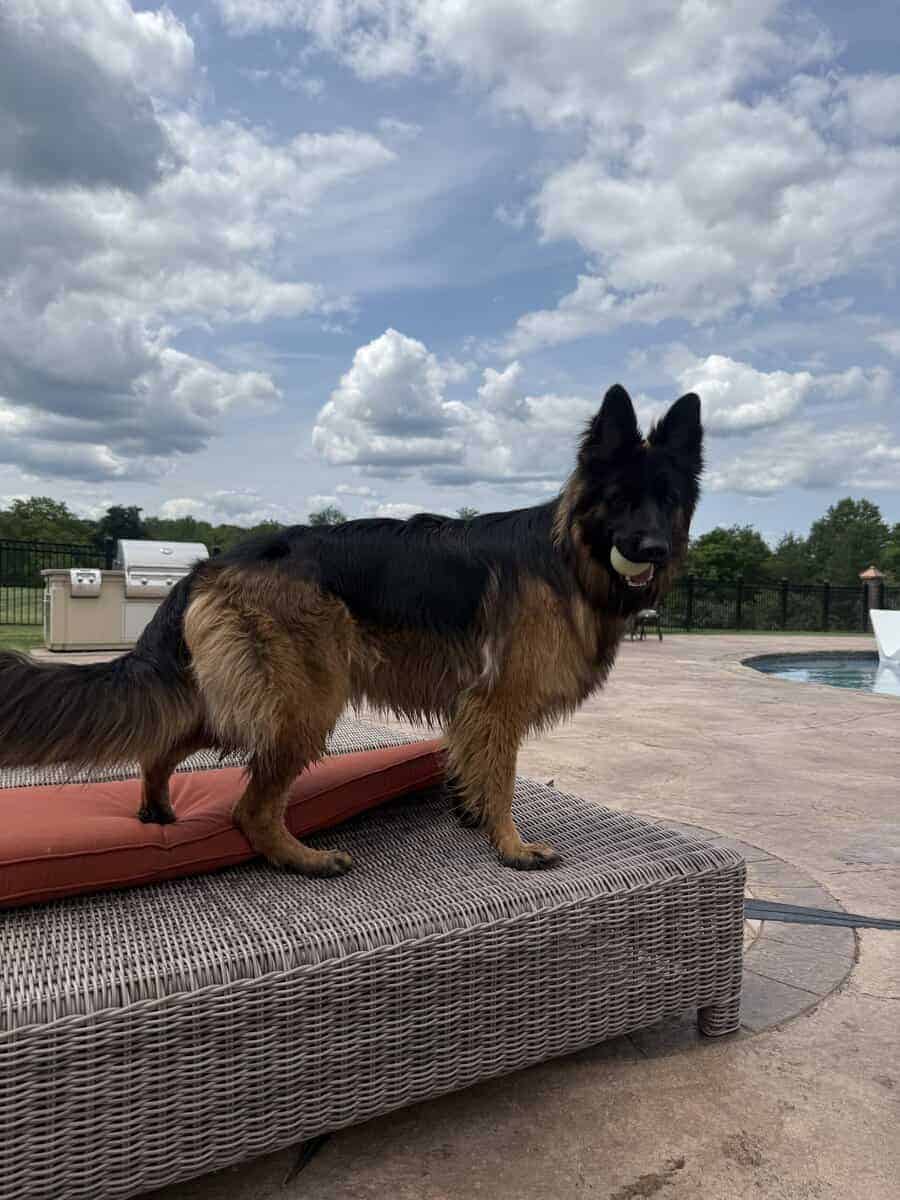 Purebred Champion German Shepherd image 15