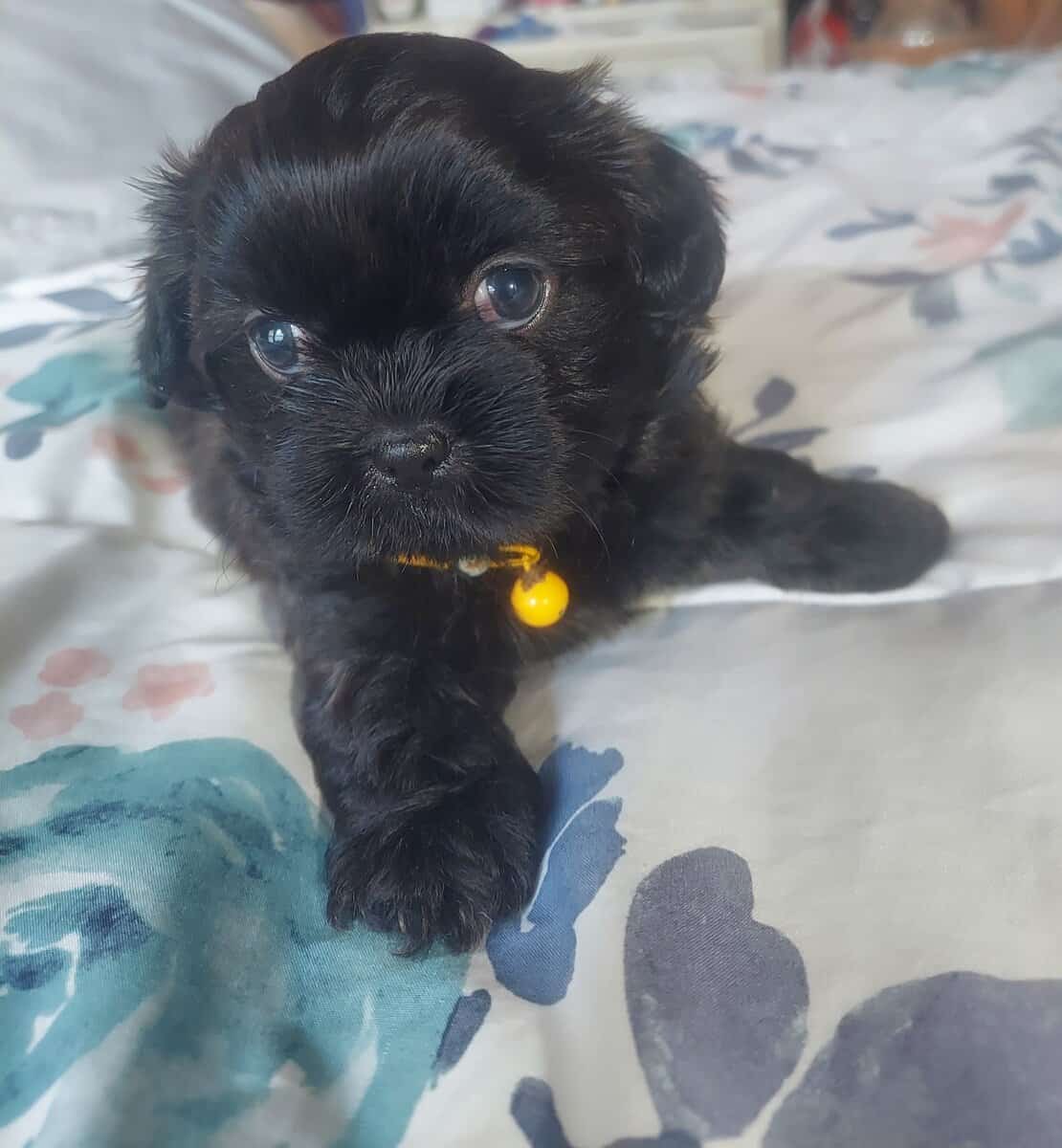 Male Shih Tzu Dog image 1