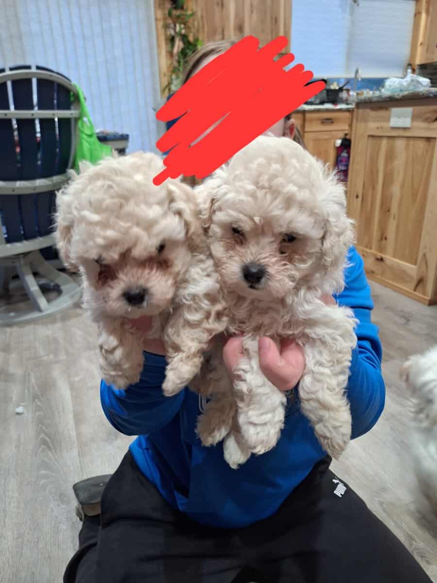Toy Poodles puppies image 3