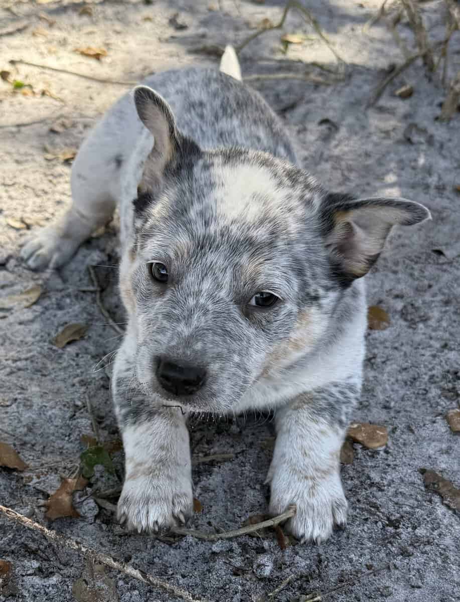 Blue Heeler Puppies for sale image 6