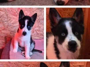 CKC Registered Purebred Siberian Husky