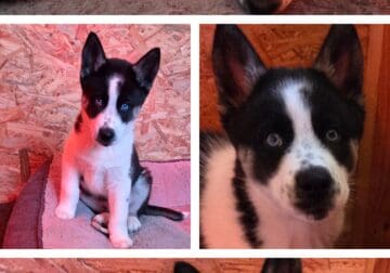 CKC Registered Purebred Siberian Husky