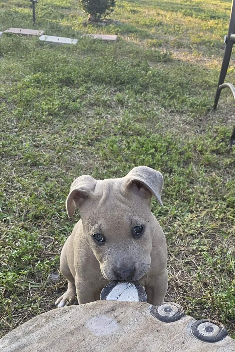 pitbull puppy image 1