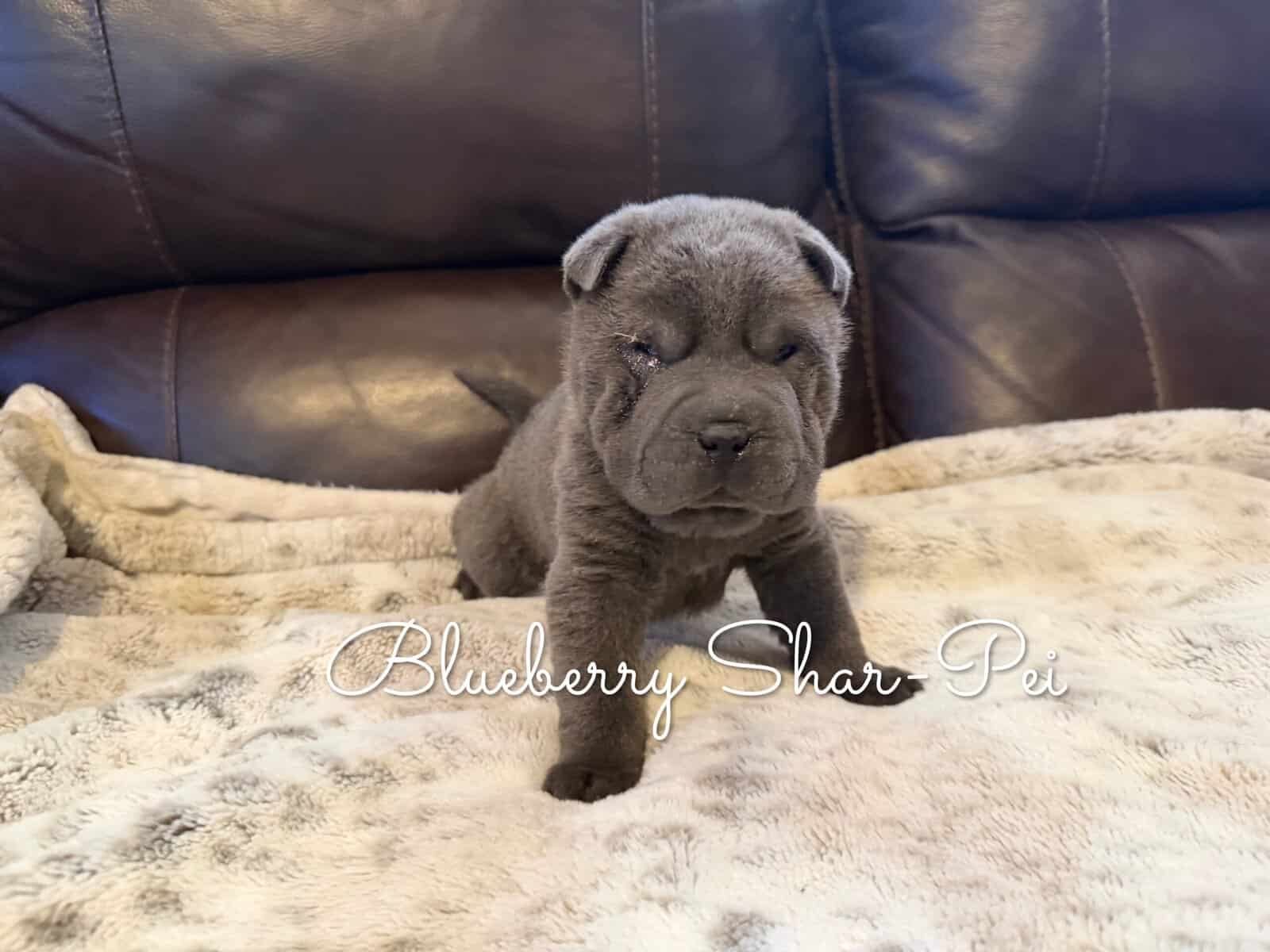 Shar-Pei Puppies image 5