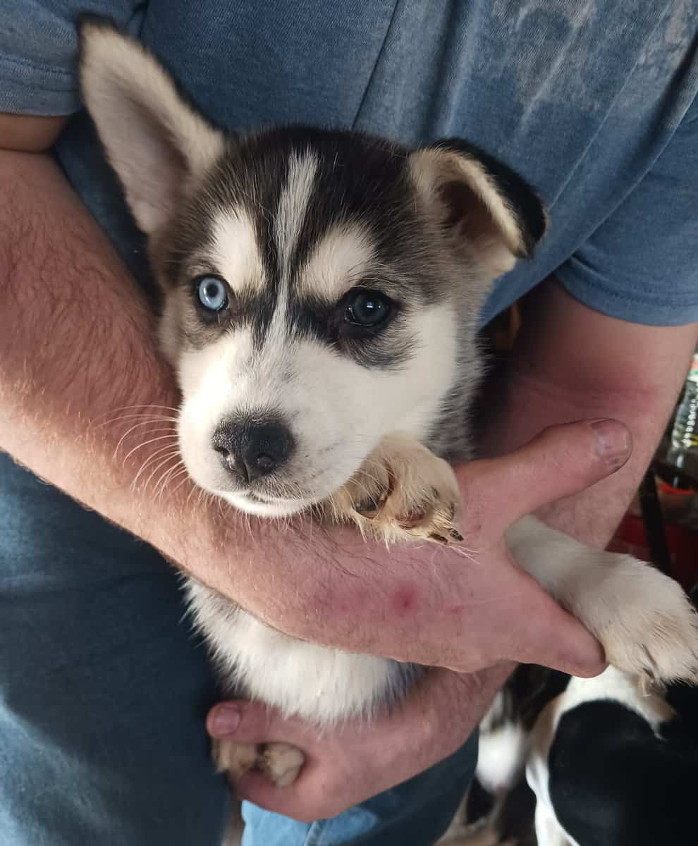 Husky puppies for sale image 2