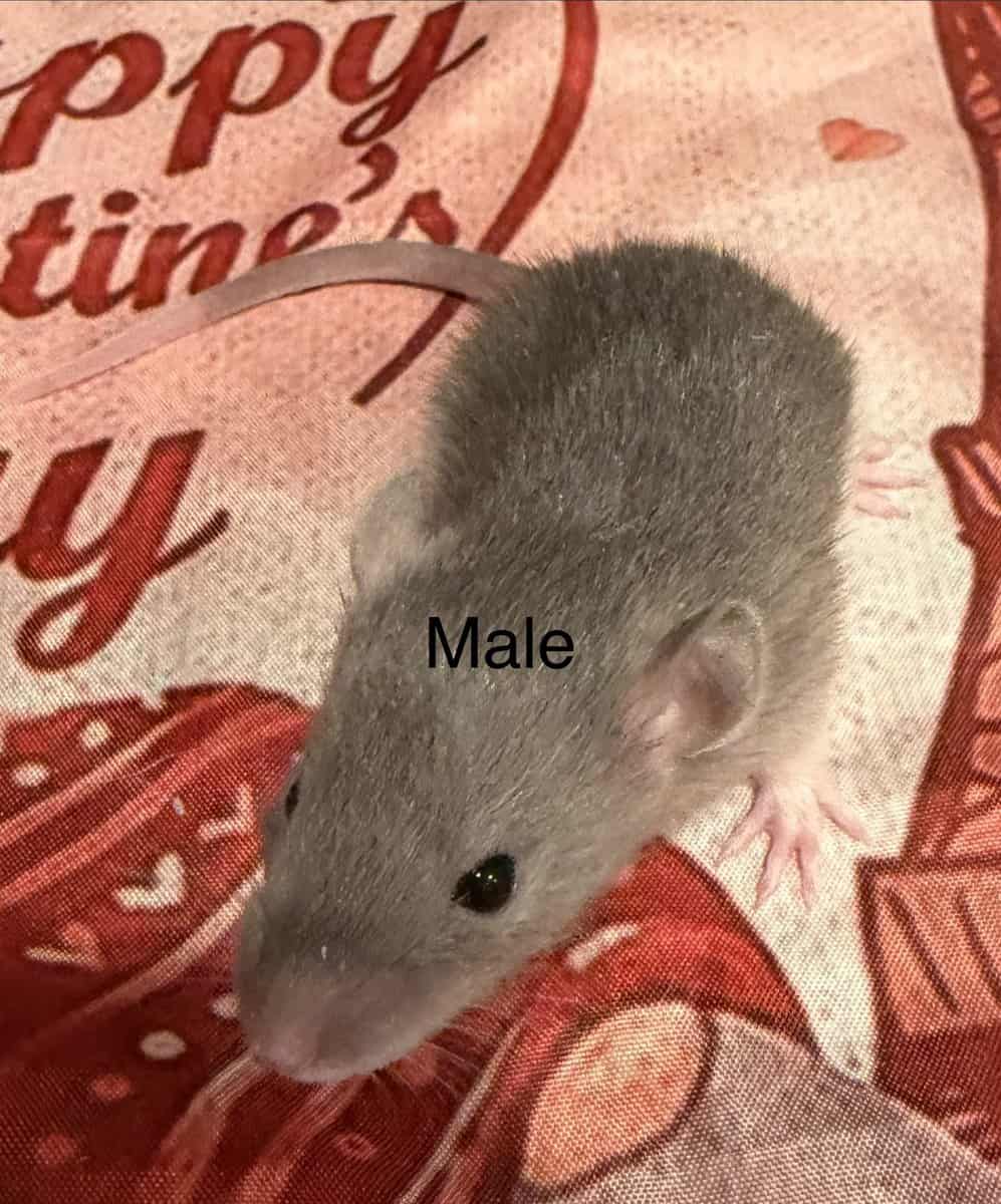 Fancy Rats! image 7