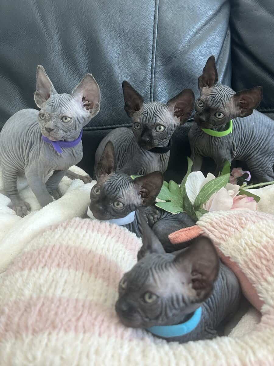 Sphynx image 1