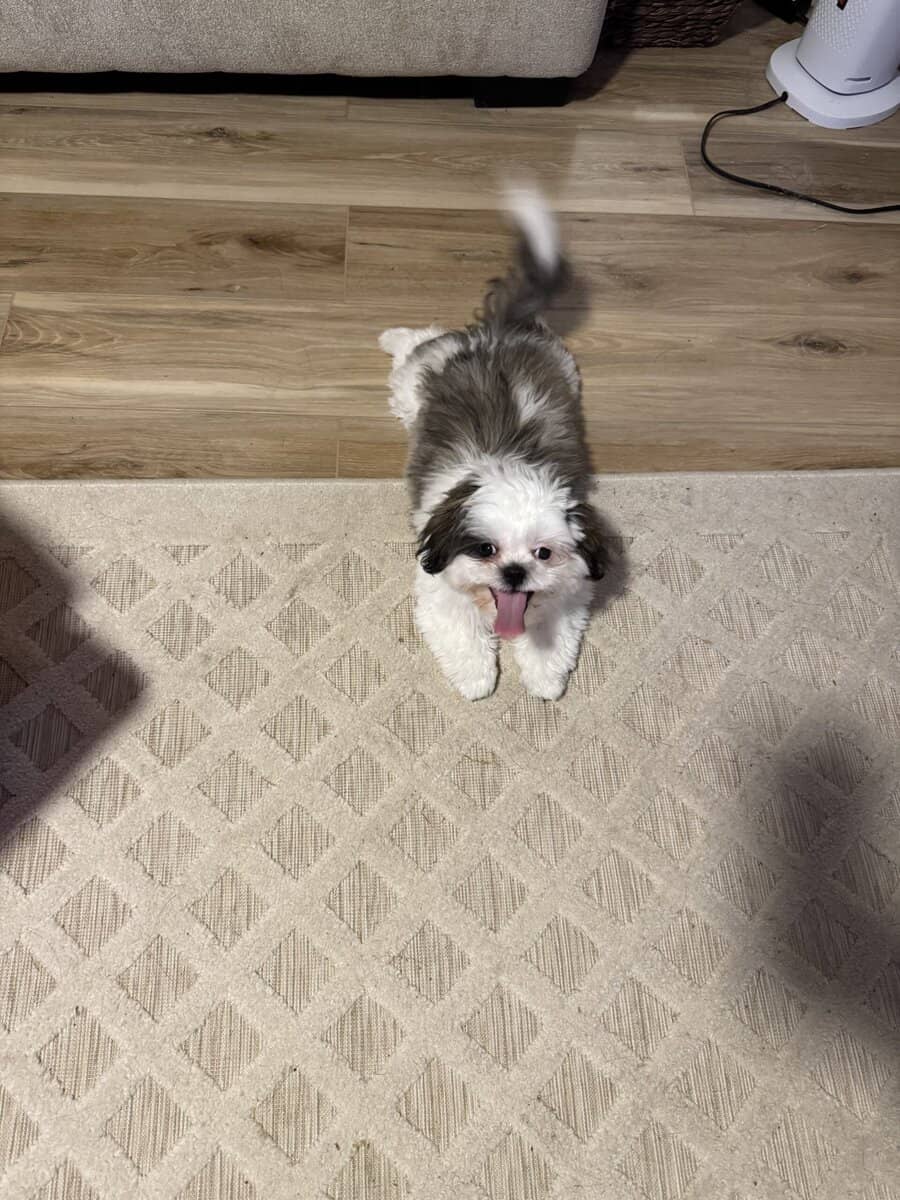 6 Month old Shihtzu image 4