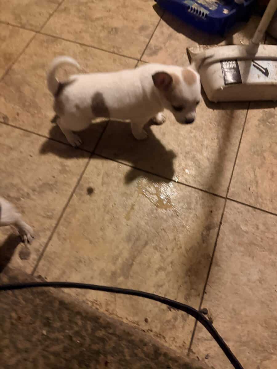 Chihia puppies image 3