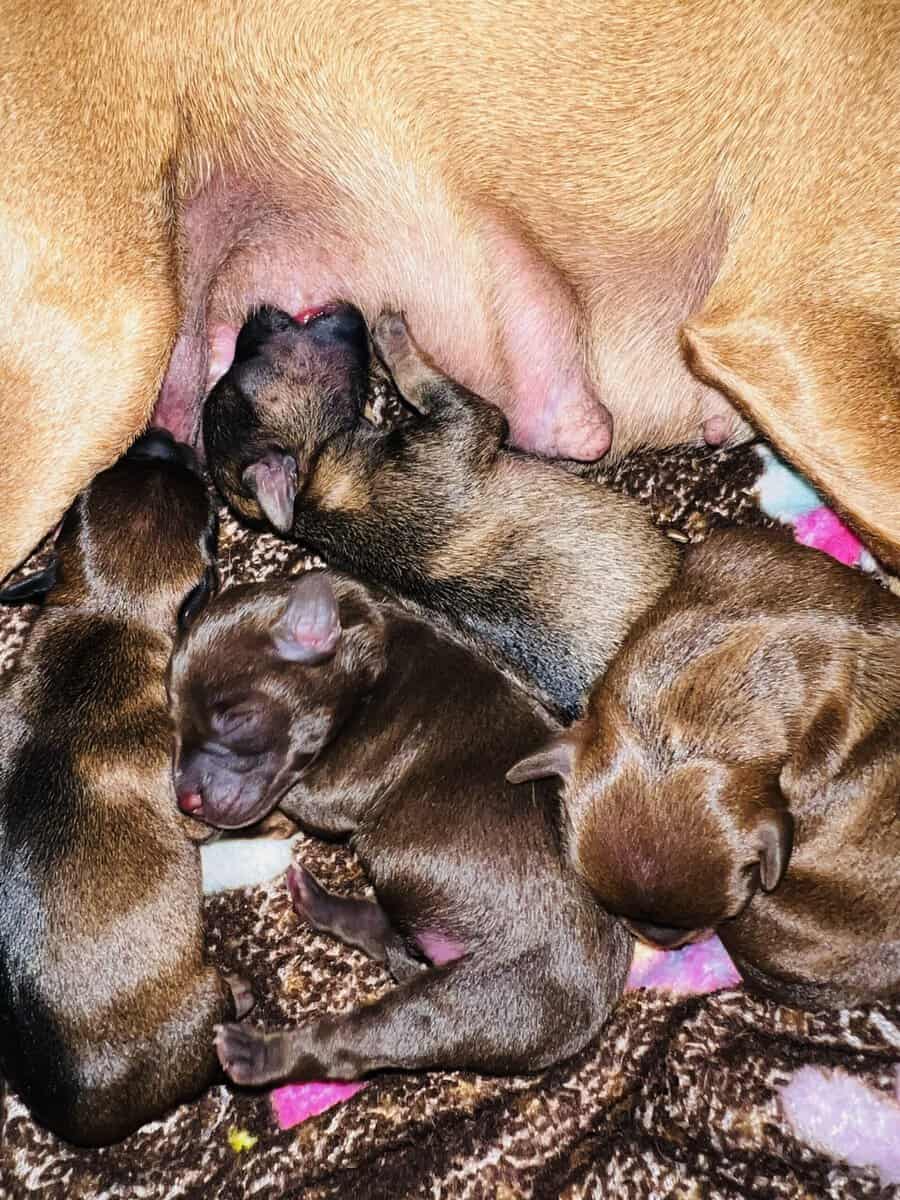 Chihuahuas image 16