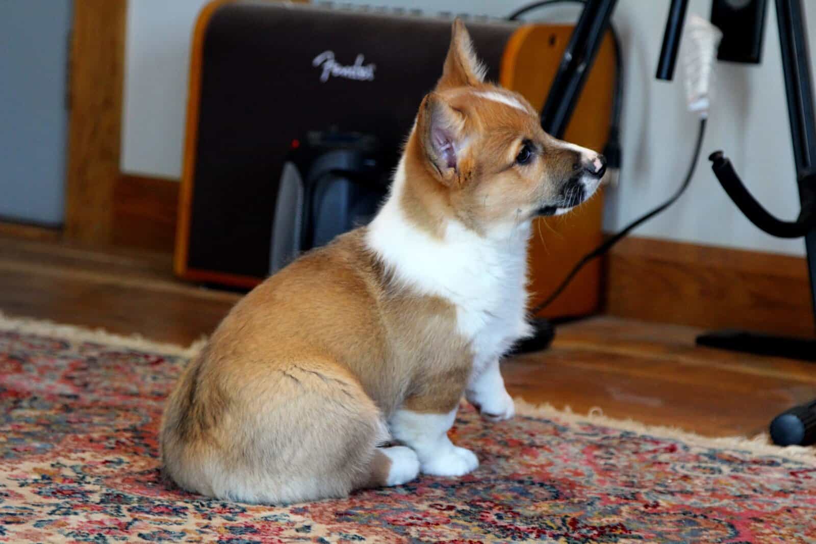 Johnny - Pembroke Welsh Corgi Puppy image 2