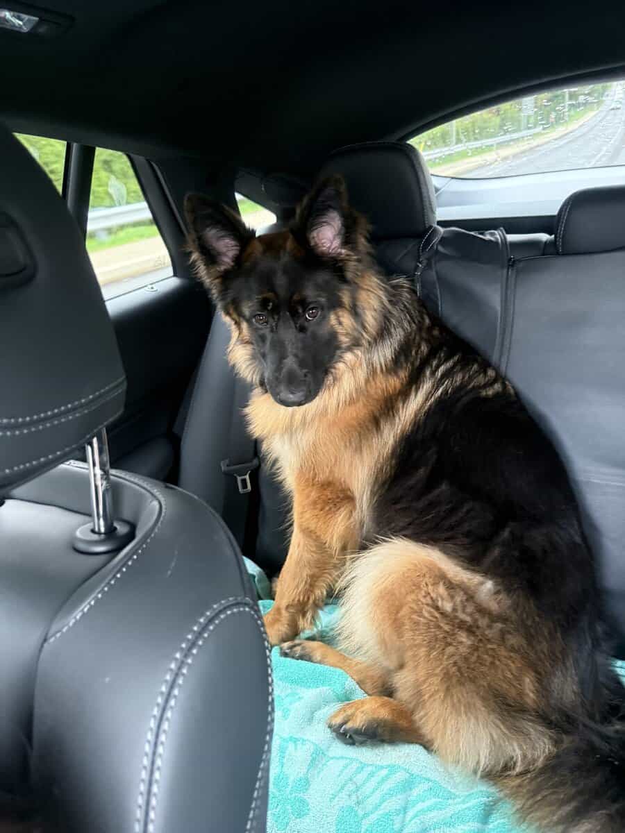 Purebred Champion German Shepherd image 13