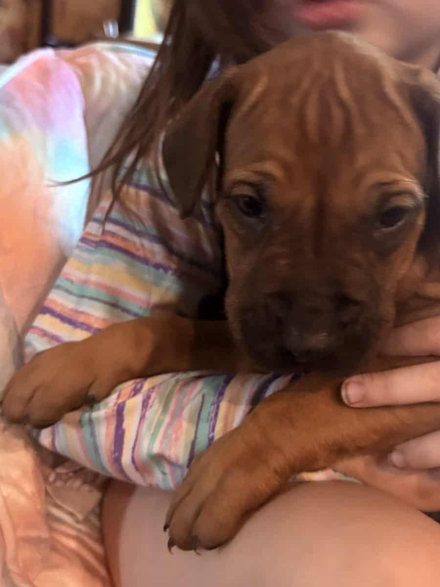 Rhodesian Ridgeback Puppies image 9