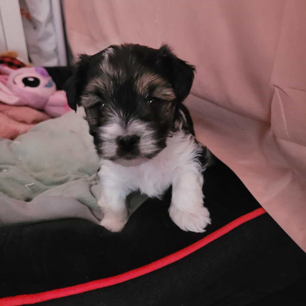 2 male morkies image 3