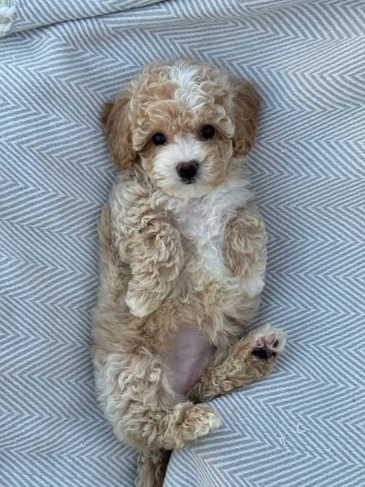 Adorable toy podle puppies image 2