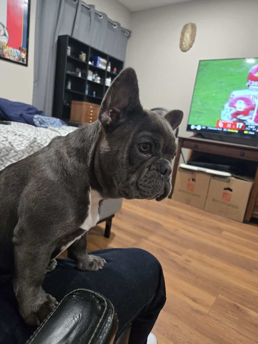 French bulldog image 4
