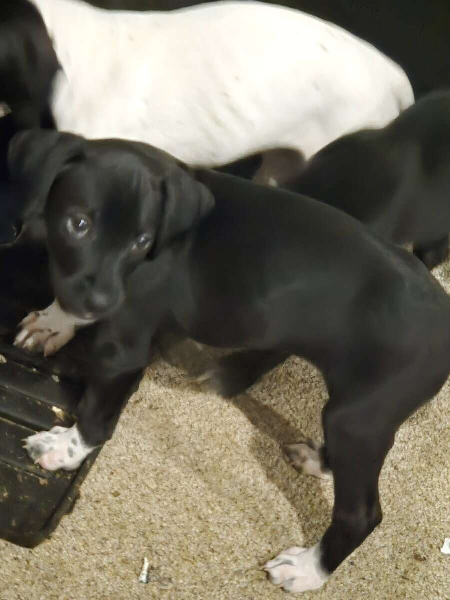 german short hair boxer mix puppies image 1